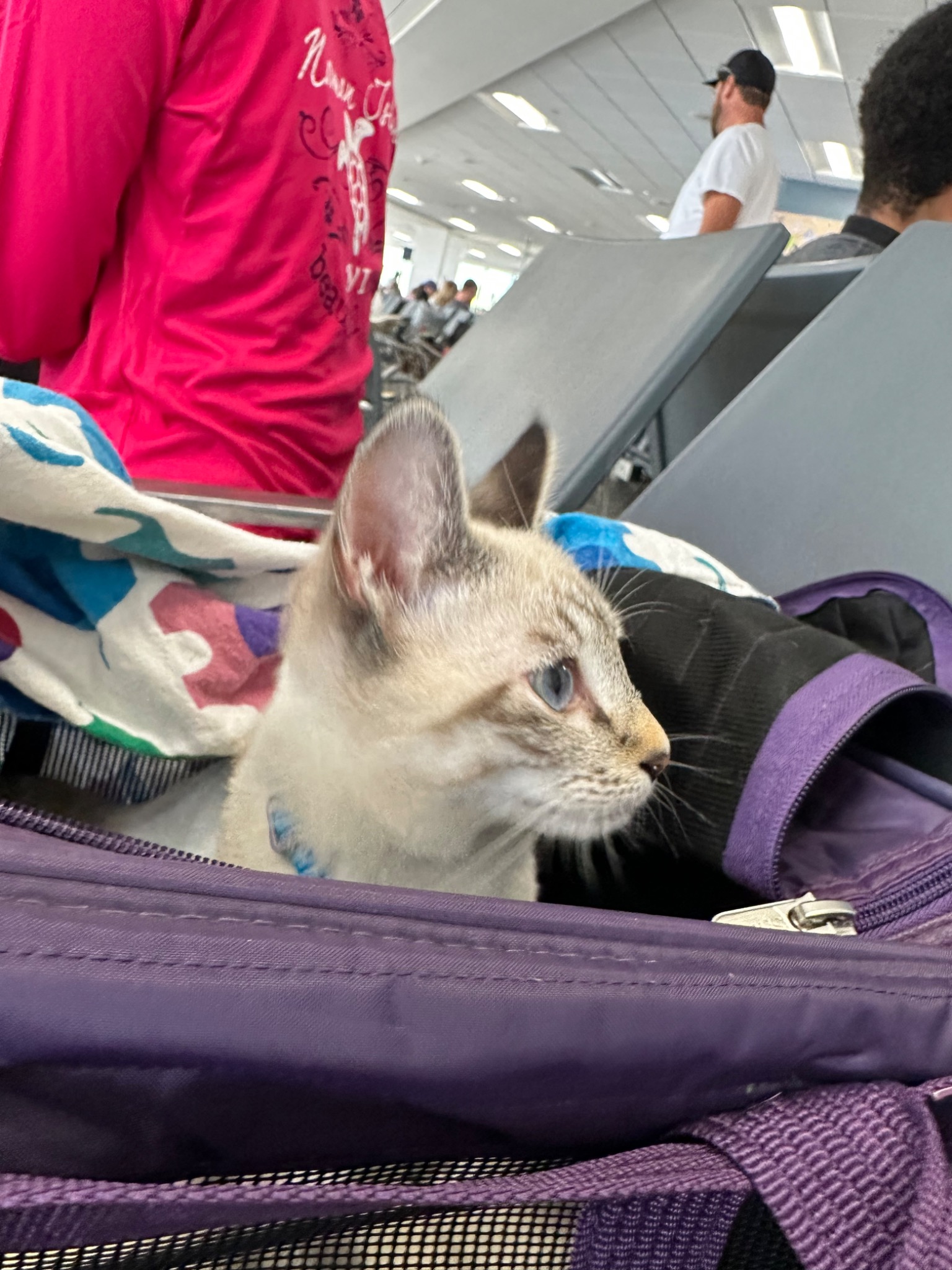 RCC kitten traveling in-cabin at the airport